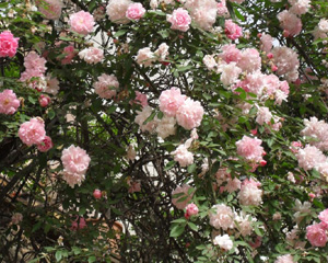 248cc永利集团(中国游)有限公司官网